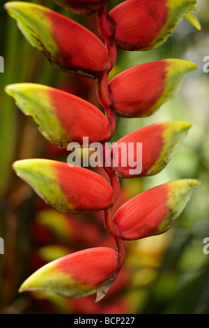 ein Insekt auf einer Heliconia Pendel, Bali, Indonesien Stockfoto