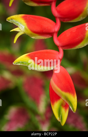 Heliconia Pendel, Bali, Indonesien Stockfoto