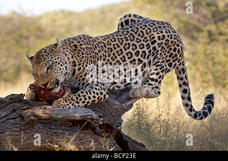 Ein Leopard, Fleisch zu essen, in einem Baum am Africat Foundation Namibia Afrika Stockfoto