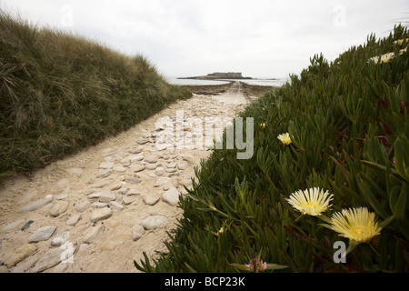 Wildblumen und Strand Longis bay Causeway und Fort Alderney Kanalinseln UK Stockfoto