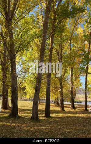 Herbstliche Bäume beim Boot Rampe Picknickplatz von Ökonomie Laufschwellkraftwerken Snowy Mountains südlichen New South Wales Australien