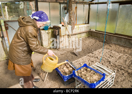 Alte Bäuerin Gießt Frühkartoffeln in Einem Gewächshaus Stockfoto