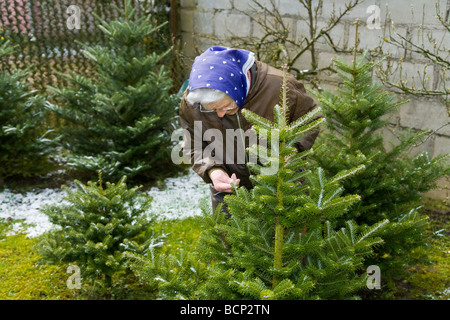 Frau in Ihren Siebzigern Mit Kopftuch Kontrolliert Die Entwicklung von Serbischen Fichten Picea Omorika Auf Dachmarke Bauernhof Stockfoto