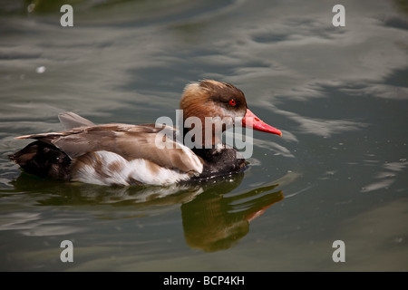 Rot Crested Tafelenten (Netta Rufina) Stockfoto