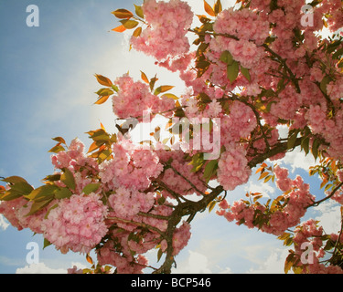 BLÜTENPRACHT: Rosa Mandelblüten Stockfoto