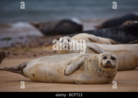 Dichtungen aus geschleppt Blakeney Punkt, Norfolk, england Stockfoto