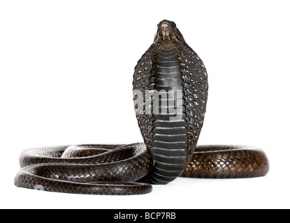 Ägyptische Kobra Schlange, Naja Haje, vor einem weißen Hintergrund, Studio gedreht Stockfoto