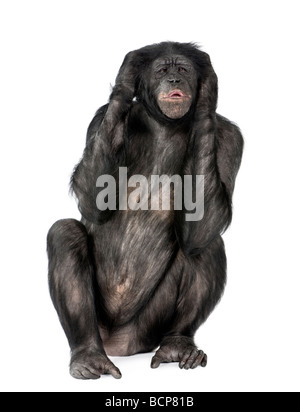 Keine bösen Affen, Mischling zwischen Schimpanse und Bonobo, 20 Jahre alt, vor einem weißen Hintergrund zu hören Stockfoto