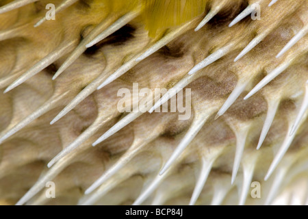 Nahaufnahme der lange Wirbelsäule Igelfischen, auch bekannt als stachelige Igelfisch Fisch, Diodon holocanthus Stockfoto