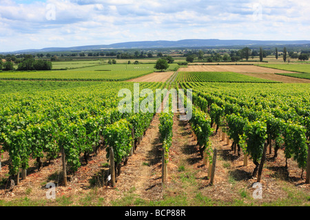 Blick nach Osten über Burgunder Weinberge in der Nähe von Dorf Buxy, südlichen Burgund, Frankreich Stockfoto