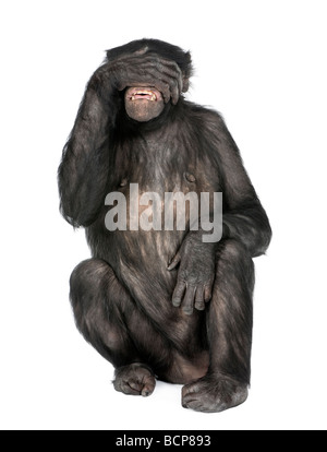 Keine bösen Affen, Mischling zwischen Schimpanse und Bonobo, 20 Jahre alt, vor einem weißen Hintergrund zu sehen Stockfoto