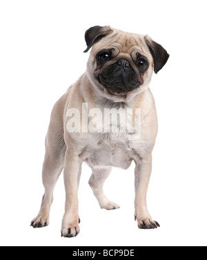 Beige Mops stehend vor der Kamera, 2 Jahre alt, vor einem weißen Hintergrund, Studio gedreht Stockfoto