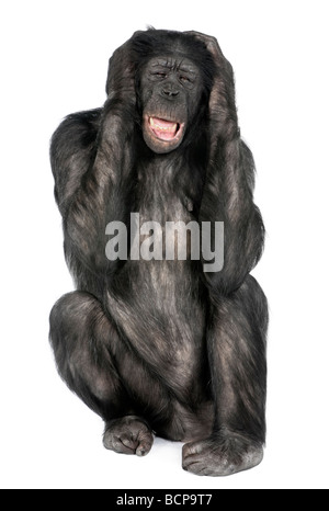 Mischling zwischen Schimpanse und Bonobo, 20 Jahre alt, vor einem weißen Hintergrund Studio gedreht Stockfoto