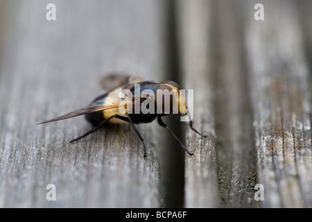 Volucella Inflata Fly wahre fliegen bestellen Diptera Stockfoto