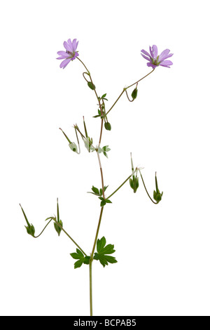 Geranium Rozanne Blume Stockfoto