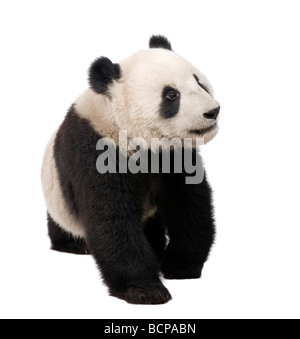 Giant Panda, 18 Monate, Ailuropoda Melanoleuca vor einem weißen Hintergrund, Studio gedreht Stockfoto