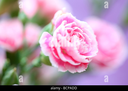 Rosa Nelken auf einem lila Hintergrund Kunstfotografie Jane Ann Butler Fotografie JABP362 Stockfoto