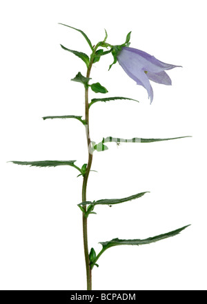 Glockenblume Campanula Rotundifolia Blume Stockfoto