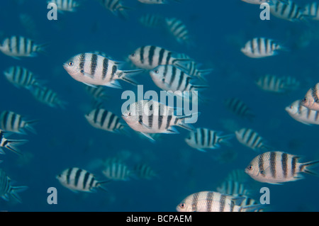 Scissortail Sergeant Fische schwimmen in einer losen Gemeinde durch die Wassersäule. Stockfoto