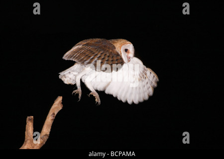 Schleiereule Tyto Alba Israel Sommer Juli 2009 Stockfoto