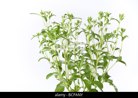 Sweet Leaf von Paraguay Stevia rebaudiana Stockfoto