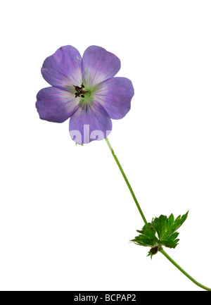 Geranium Rozanne Blume Stockfoto