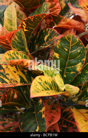 Bunte Blätter von Croton Codiaeum Variegatum Leopold II genommen In Croxteth Hall, Liverpool, England, UK Stockfoto