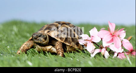 Schildkröte auf dem Rasen vor blauem Himmel, Studio gedreht Stockfoto