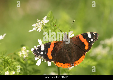 Red Admiral Vanessa atalanta Stockfoto