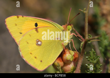 Dunkles gelb getrübt oder gemeinsame getrübt gelbe Colias croceus Stockfoto