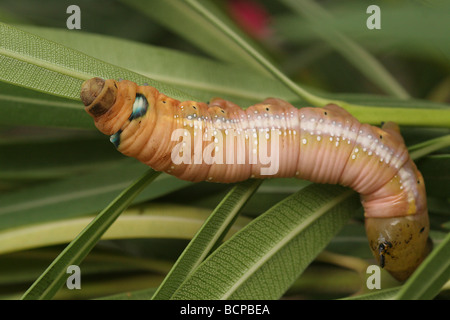 Raupe des Oleander Hawk Moth Daphnis Nerii Israel Stockfoto