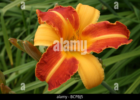 Orange und Gold farbigen Taglilie Hemerocallis 'Frans Hals' genommen In Croxteth Hall ummauerten Garten, Liverpool, England, Vereinigtes Königreich Stockfoto