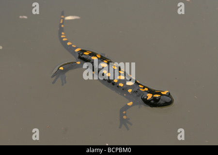 Israel, Feuersalamander (Salamandra Salamandra) im Wasser, die