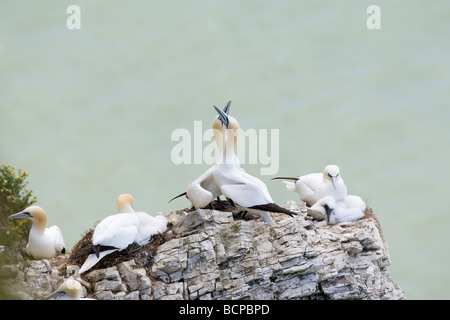 Basstölpel Morus Bassanus paar grüßen einander zwischen andere Vögel mit Küken UK Sommer Stockfoto