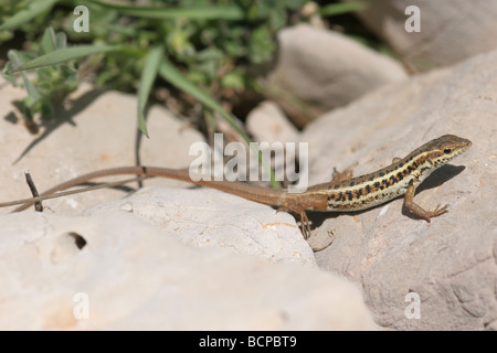 Schlange eyed Eidechse Ophisops Elegans Israel Stockfoto