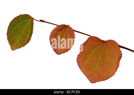 Judasbaum Cercis Siliquastrum Blatt Stockfoto