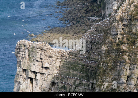 Ansicht der Basstölpel Morus Bassanus Kolonie auf Sommer Bempton Klippen Yorkshire UK Stockfoto