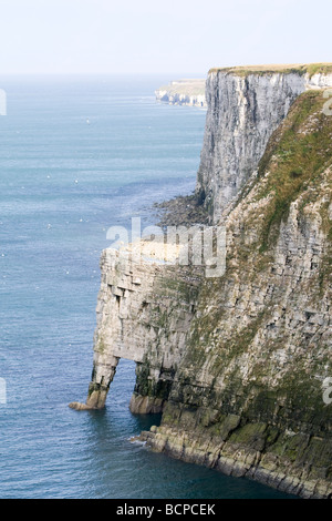Ansicht der Basstölpel Morus Bassanus Kolonie auf Sommer Bempton Klippen Yorkshire UK Stockfoto