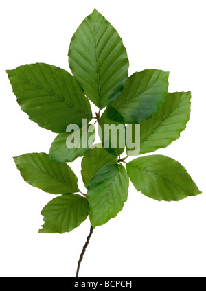 Frische Buche verlässt Fagus sylvatica Stockfoto