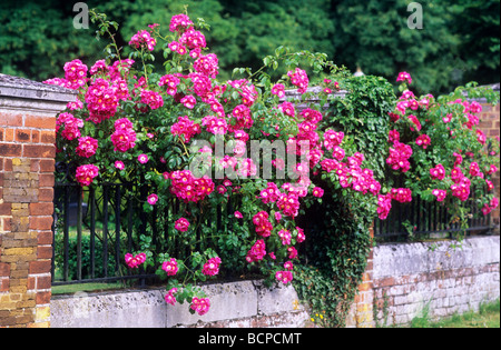 Rosa "Amerikanischen Säule" über Geländer rote rosa Blüten Kletterpflanzen rambling rose Rosen Blume Garten Pflanze wächst Stockfoto