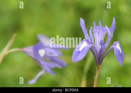 Blaue Iris oder Barbary Nuss Gynandriris sisyrinchium Stockfoto