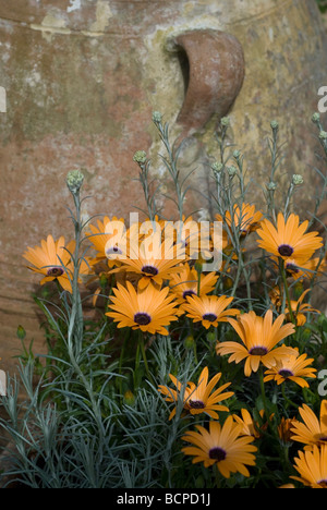 Osteospermum wachsen neben Ton-Urne Stockfoto