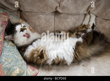 Eine haarige Hauskatze liegend auf einem Stuhl, Gähnen. Stockfoto