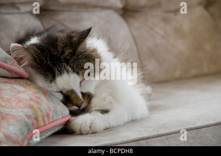 Eine Katze schläft auf einem Stuhl Stockfoto