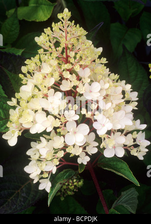 Hydrangea Paniculata 'Vanille-Fraise' weiße Blume Blumen Garten Pflanzen Stockfoto