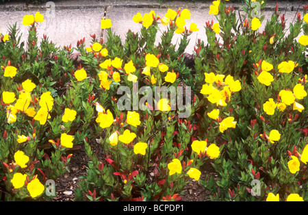 Oenothera Biennis Nachtkerze gelbe Blume Blumen Garten Pflanze Pflanzen Kräuter Stockfoto