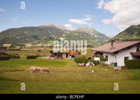 Ehrwald Tirol Österreich Europa Schafe Chalets und hölzernen Scheunen in Hochtal mit Blick auf Lermoos Dorf im Sommer Stockfoto