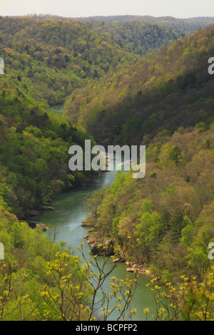 Bear Creek übersehen Cumberland River Big South Fork National River und Recreation Area Kentucky Stockfoto