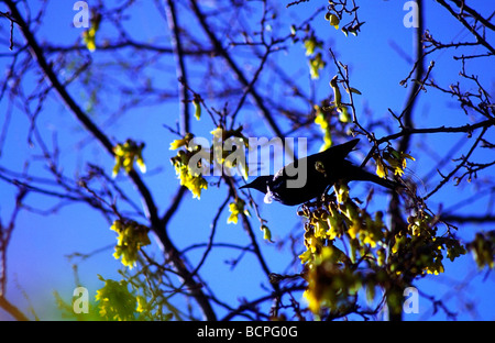 New Zealand native Tui in einem blühenden Kowhai Baum Stockfoto