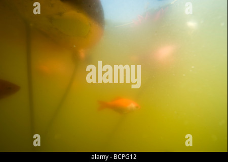 Goldfische im Teich unter Wasser Stockfoto